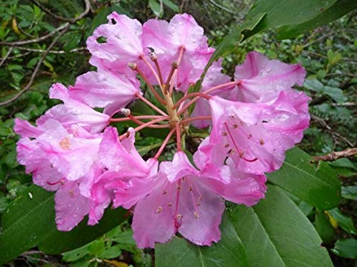 Rhododendron macrophyllum bigleaf RHODODENDRON Samen! : Amazon.de: Garten