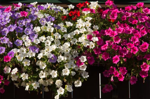 1000+ Mix Petunia Seeds For Planting Hanging Petunia Seeds For Outdoor Container, Basket, Or Pot Flowers Fresh Garden Seeds #TOP4