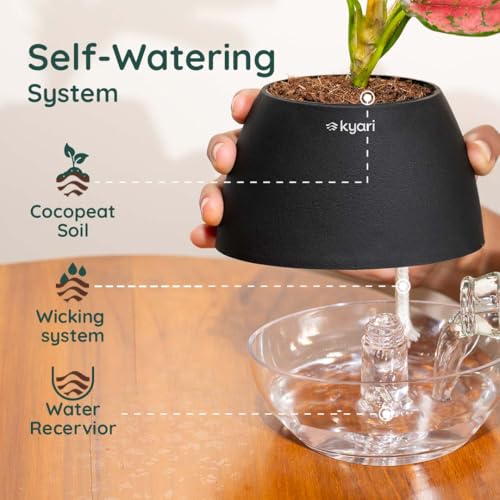 Image of Kyari Money Variegated Indoor Live Plants with Black Self Watering Pot - Oval Pot 4 Inch