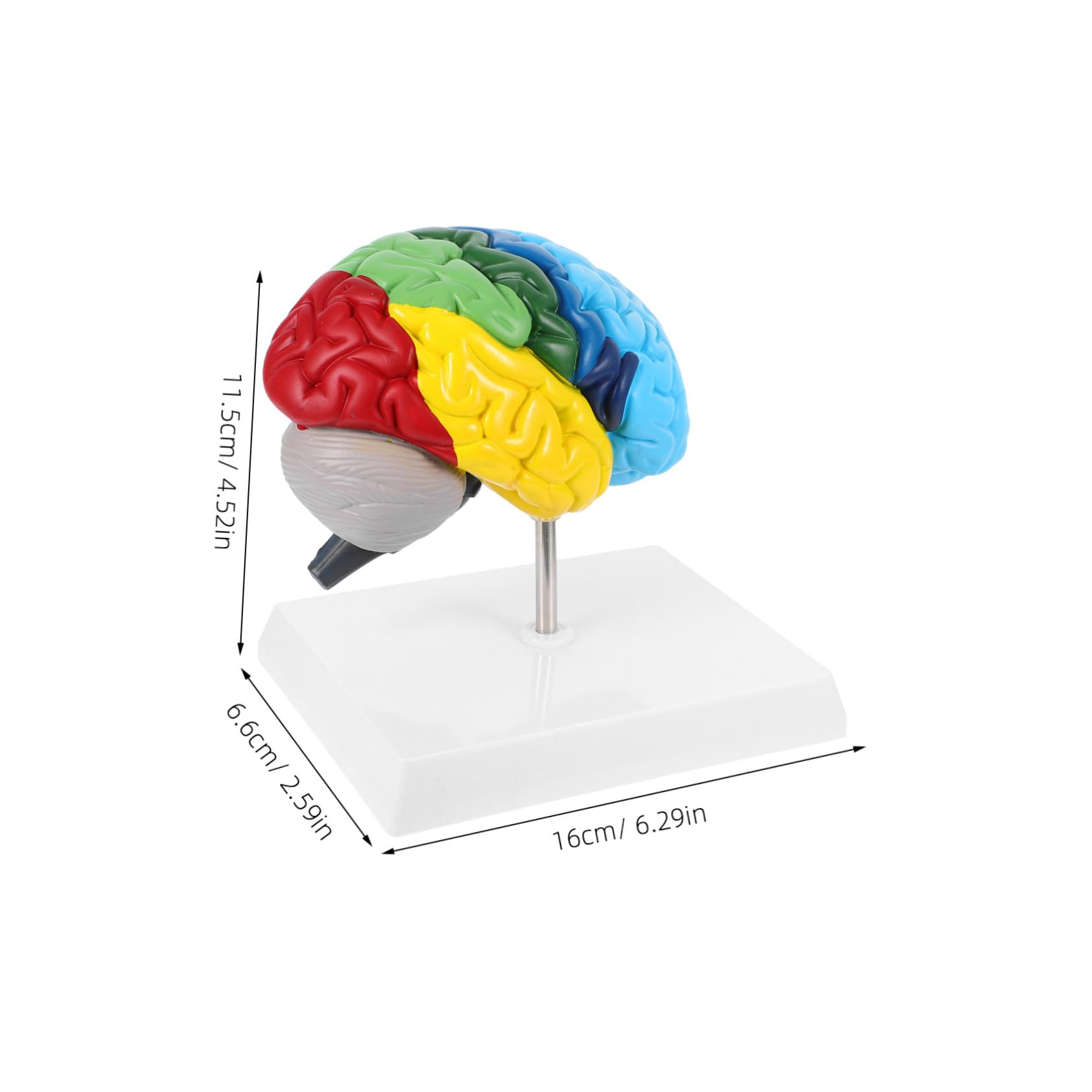 Pvc Modello Anatomico Cervello Umano 1: 1 per Studio Medico