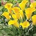 5 California Gold Calla Lily Bulbs