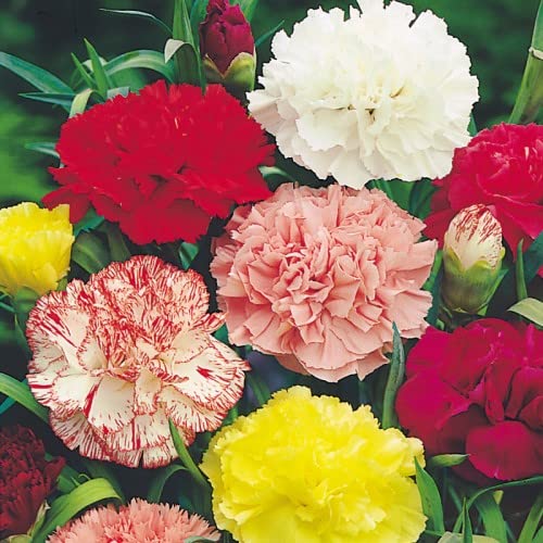 See full amazon price history chart for ZABBUS Carnation Hybrid Live Plant Flower Seeds For Home Garden Pack Of 50 Seeds ZABBUS Carnation Hybrid Live Plant Flower Seeds For Home Garden Pack Of 50 Seeds (B0BQX5N7BK) Amazon Price History, Amazon Price Tracker