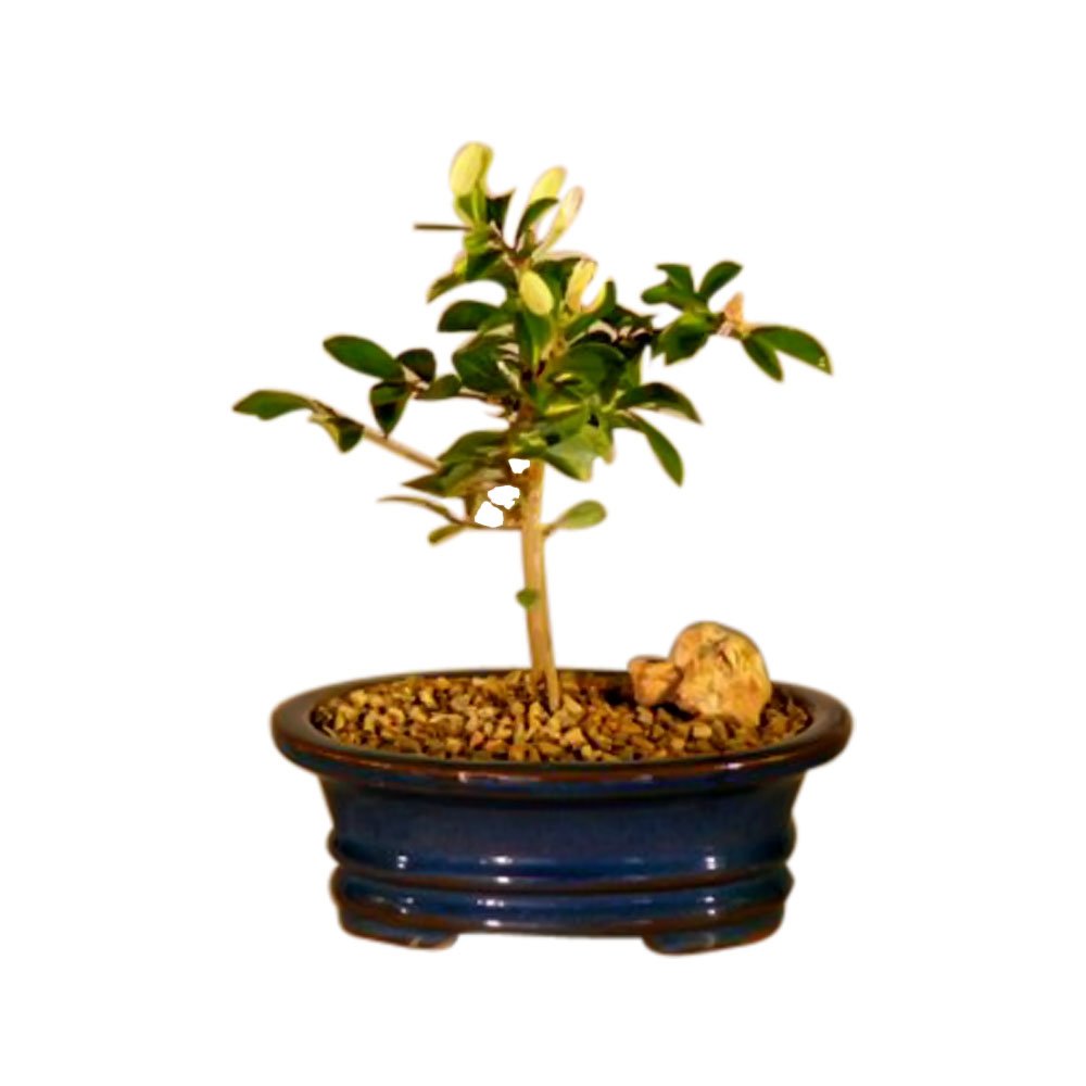 Bonsai Boy Flowering Lavender Star Flower Bonsai Tree - Small Grewia Occidentalis