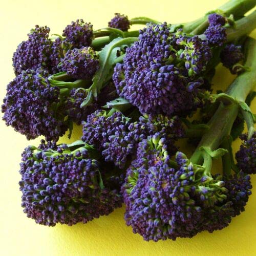 Risala Sprouting Broccoli - Purple Late - 200 Seeds [Crops from mid March - end May]