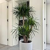 drachenbaumsamen - topfpflanzen draußen winterhart exotische zimmerpflanzen garten deko kübelpflanzen dekoration wohnzimmer zimmerbonsai steingartenpflanzen gartendeko für draußen 25pcs