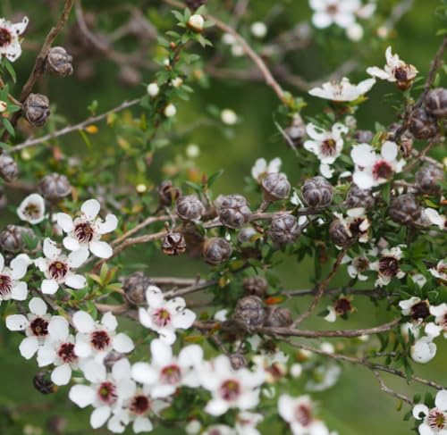 Aceite Esencial de Manuka Orgánico Puro 5 mL miniatura 5