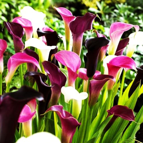 Rare 100Pcs White Pink Red Purple Calla Lily Seeds Beautiful Flowers Mix Color Perennial Plant Planting for Outdoor Indoor Bonsai