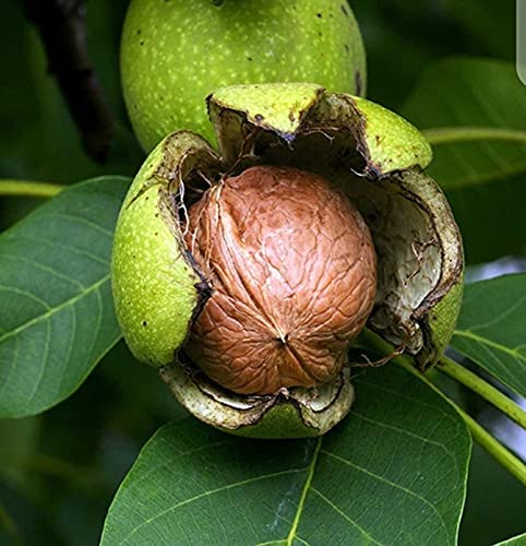 See full amazon price history chart for GREEN LINE Akhrot/Walnut (Hybrid) High yielding Fruit Live Plant_1 to 1.5ft GREEN LINE Akhrot/Walnut (Hybrid) High yielding Fruit Live Plant_1 to 1.5ft (B0BQJMLGSX) Amazon Price History, Amazon Price Tracker