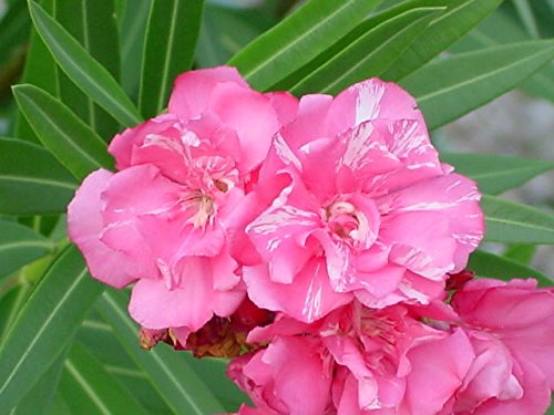 Creative Farmer Perennial Flower Seeds Oleander Subtropical Regions Flowering Flower Seeds Mix 20 Seeds Kitchen Garden Seeds Pack (B078R6VKRB) Amazon Price History, Amazon Price Tracker