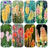 fackellilie samen stauden gartensamen pflanzensamen kräuter samen pflanztopf ausgefallene bienenfreundliche blumensamen sommerblumen Kniphofia Uvaria balkondeko Seltene Pflanzen Serie 85pcs