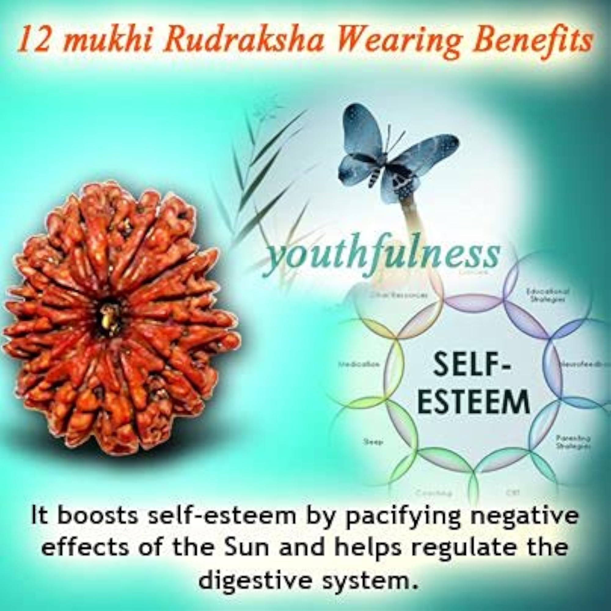 Natural 12 Mukhi Rudraksha Bead, Original Certified