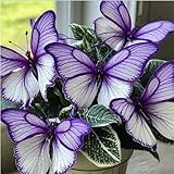 Hosta Rhizome/Trockenheitsresistent und kälteresistent/pflegeleicht/-4 Rhizome-A