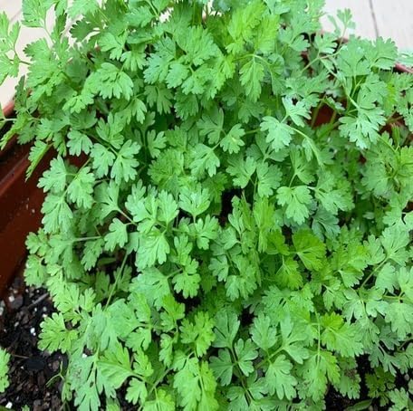 100pcs Green Chervil Plant Seeds