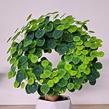 MEDSYTIJD Stephania erecta Climbing,Green- Magical Hardy Balcony Rare Species Ornamental Value (1)