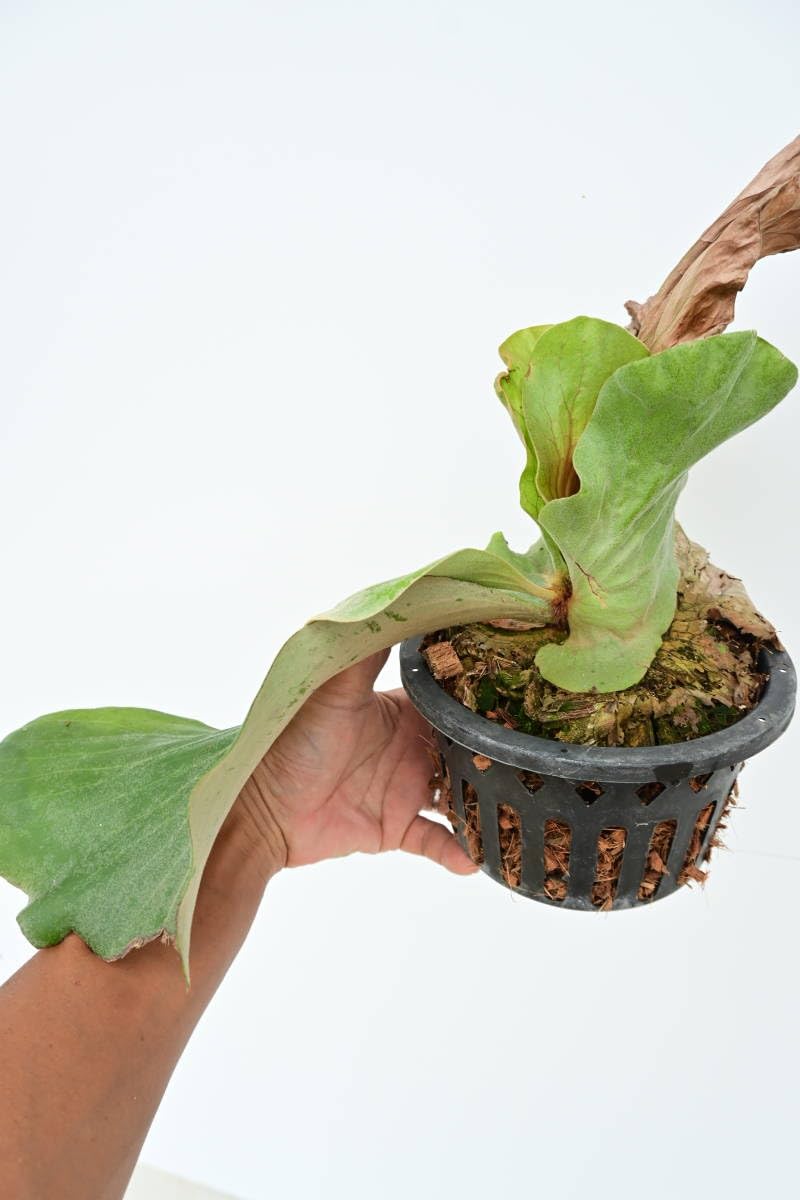 Amazon.co.jp: P.Ramasoon (P.andinum x P.elephantotis) @bikamori