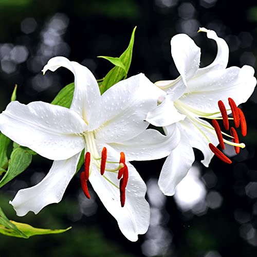 百合・カサブランカ(白花) 芽出し苗 2個セット【品種で選べる球根芽出し苗】学名:Lilium ’Casa Blanca’/ユリ科・ユリ属 耐寒性多年草/原産地:オランダ/別名:ジャパニーズハイブリッド●甘く濃厚な香りと、気高い花姿で知られるカサブランカ。星形に展開した真っ白な花に、少し首をもたげた気品ある立ち姿は、世界中でブームになったほどの魅力があります。葉もまた魅力的で、ツヤのある濃い緑色をしています。海外では冠婚葬祭などにも使われるほどメジャーな品種ですが、原点は日本にあります。もとは東洋の植物なの