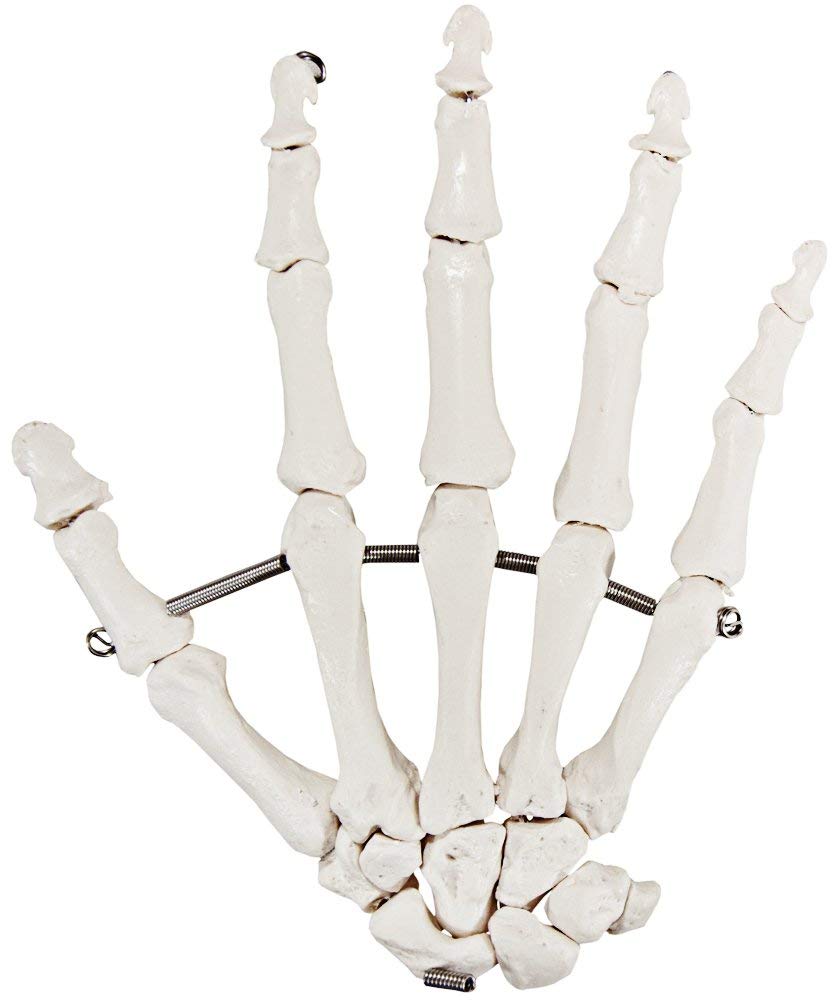 Amazon.com: Axis Scientific Skeletal Hand | Right | Fully