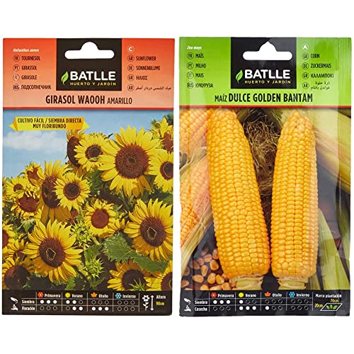 Girasol Wahoo Amarillo & Maiz dulce GOLDEN BANTAM