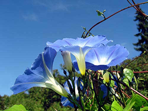 Asklepios-seeds® - 250 Seeds of Ipomoea Tricolor, Morning Glory, Mexican Morning Glory