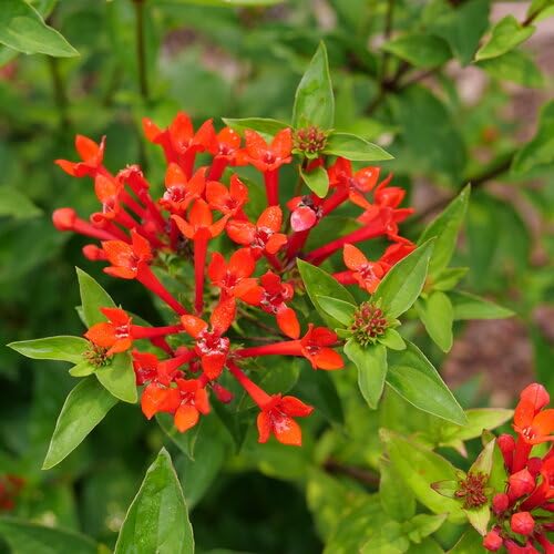 Estrellita- Scarlet™- Firecracker Bush - Bouvardia - Proven Winners - 4' Pot