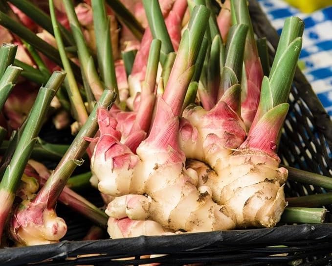 Ginger Plant Bulbs for Gardening | Fresh Adrak Rhizomes for Planting | High Yield Ginger Root for Home Garden, Pots & Terrace Gardening (Pack Of 10 Pcs)-image-18