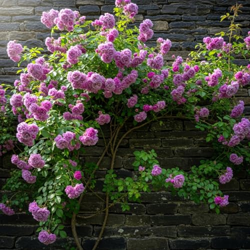 Image of Climbing Rose Hybrid Seeds Pack - Large Flowers- 70 Easy-to-Grow Seeds for Vibrant Blooms, Suitable for All Indian Climates (VOILET)