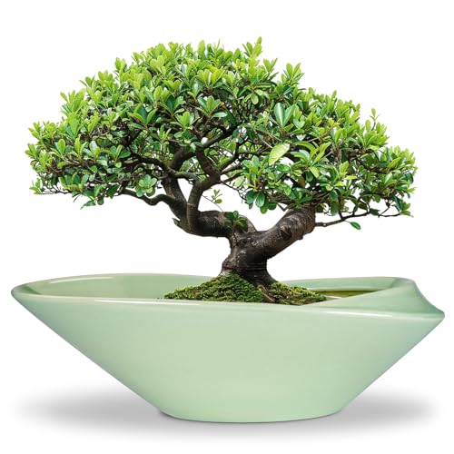 EPFamily Ceramic Bonsai Pot - 18 Inch Planter with Drainage Hole Large Modern Bonsai Planter Decorative Succulent Flower Plant Pot for Indoor Plants Outdoor Green