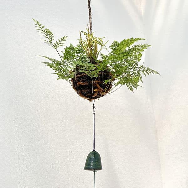 観葉植物　釣り忍　☆☆☆☆☆☆☆ 観葉植物 釣り忍 【公式通販】