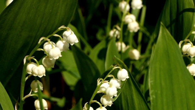 Amazon.com : 10 Lily of The Valley Flower Bulbs, White Lilies of The Valley  Bare Roots for Planting, Outdoor Indoor Flowering Plants : Patio, Lawn &  Garden