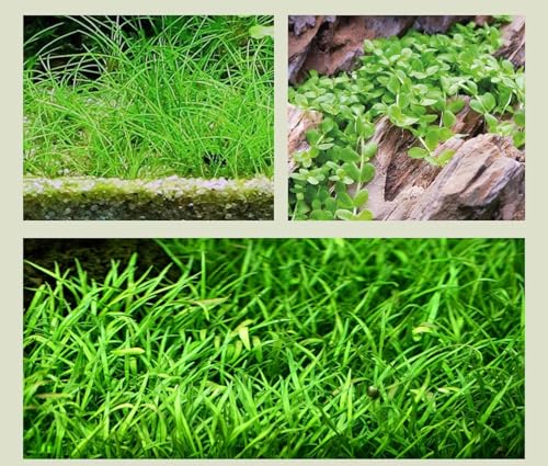 WASSERPFLANZEN WOLFF - 3 kräftige Töpfe Vordergrundpflanzen, Nadelsimse, Monte-Carlo Zwergperlkraut und Brasilianische Graspflanze, Bodendecker bilden dichten Pflanzenteppich, Aquariumpflanzen