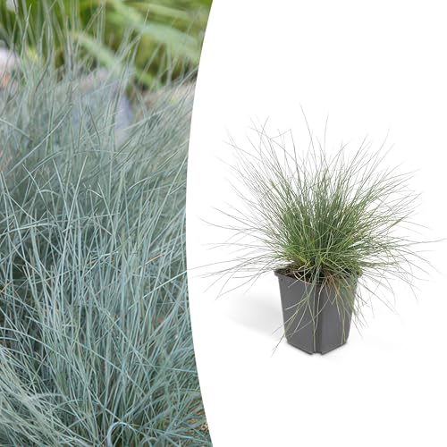 Festuca glauca 'Elijah Bleu' | 12 pièces - 10-25cm - Ø9cm - Plante de jardin