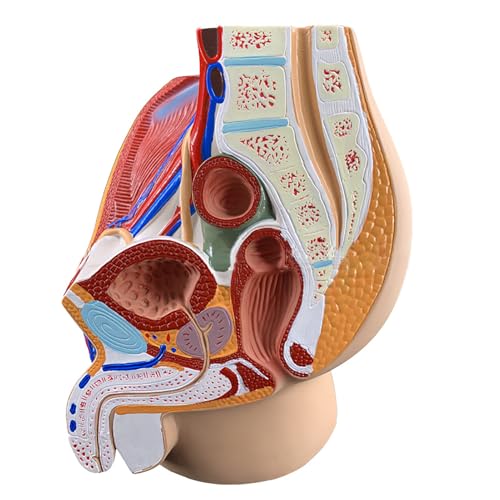 Modèle pelvic midsagittal cut AMITD pour comprendre le squelette du bassin