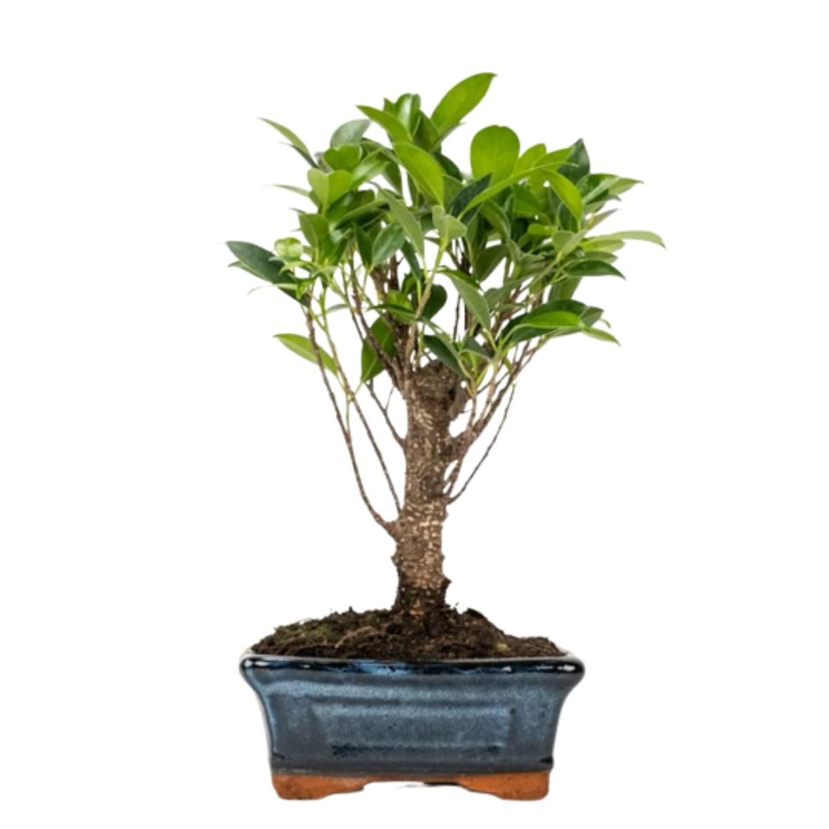 Verdecora Bonsai 5 años | En maceta de cerámica de 15x10x5cm (Carmona) — view 3