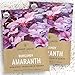 Organic Red Amaranth (Burgandy) Seeds - 2 SEED PACKETS! - Over 1000 Open Pollinated Non-GMO USDA Organic Seeds
