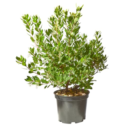 Verdecora Madroño en maceta de 10L | Arbutus unedo | Árbol Frutal y Ornamental | Ideal para Jardines, Terrazas y Decoración Exterior