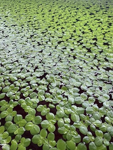 Giant Duckweed 60+ Plants