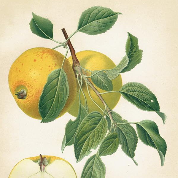 Amazon.co.jp: ドイツの果実学 リンゴ 植物画 アンティーク ボタニカル