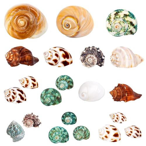 21PCS Hermit Crab Shells | Assorted Natural Sea Conch Size 1.3-3.2 | Growth Turbo for Small to Medium and Large Crabs Saltwater Hermit Crab Supplies and Sea Shell for Beach Decor