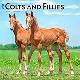 Colts and Fillies | 2026 12 x 24 Inch (Hanging) Monthly Square Wall Calendar | Plastic-Free | BrownTrout | Animals Equestrian