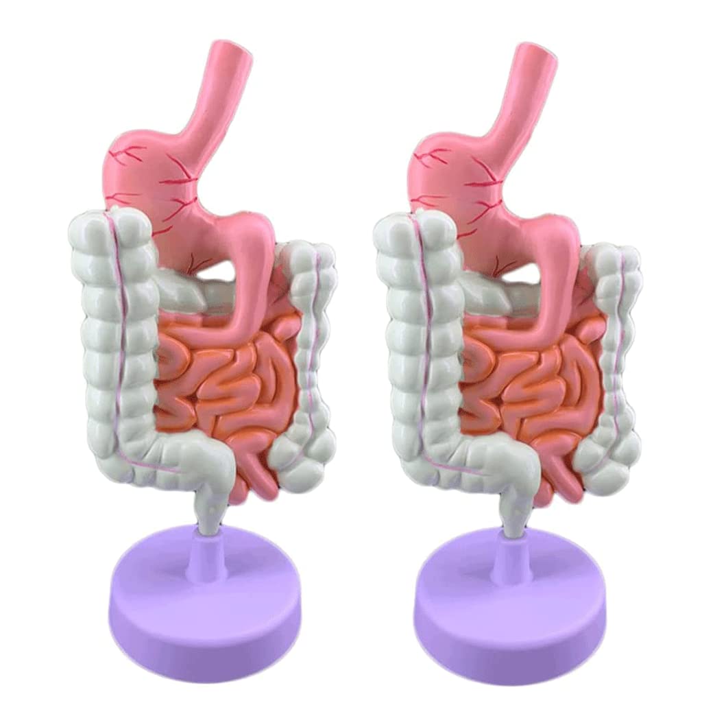 GTHTUHFD Skeleton Model Human Body Mode Human Anatomy Model Anatomy And Physiology Study Tools Educational Learning Intestine Pathological Model .99,2 Pieces