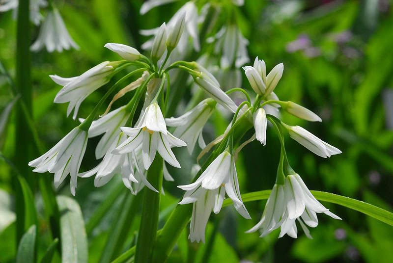 Allium Splendor A Guide Colorful Gardening Allium Flower Bulbs