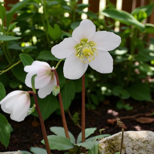 Carbeth Plants Helleborus Niger Bare Root - Classic White Christmas Rose Hellebore Perennial - Evergreen Compact Winter Flowering Shrub (3, Niger)