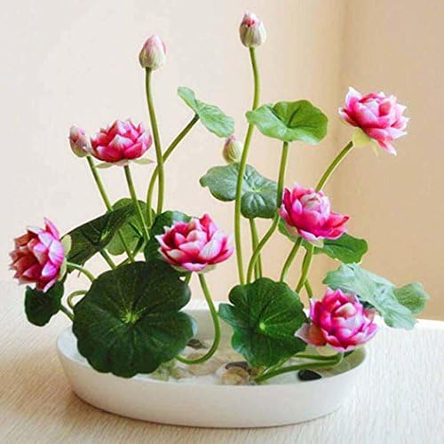 Sholdnut 5pcs/Bag Seeds Dwarf Lotus Flower Mixed Colors Mini Water Lily Flowers Seeds Aquatic Plant