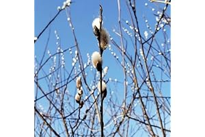 Grow Your Own: Fresh New 20pcs Pussy Willow Plant Seeds (White)