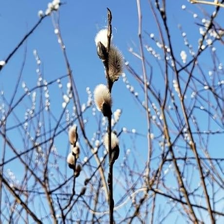 Grow Your Own: Fresh New 20pcs Pussy Willow Plant Seeds (White)