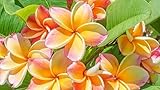 Frangipanier/Plumeria 'Imperial Crown'