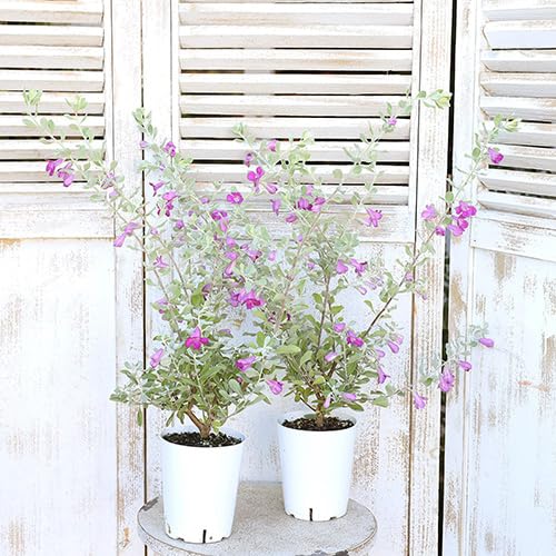 Amazon.co.jp: 花木苗 レウコフィルム フルテスケンス 3.5号