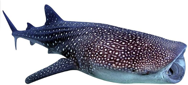 ウォールステッカー 海 はがせる ウォールシール ジンベエザメ ジンベイザメ Xlサイズ 鍵井 靖章 海の生き物 知育 子供部屋 浴室 トイレ 装飾 Agora Imb Br