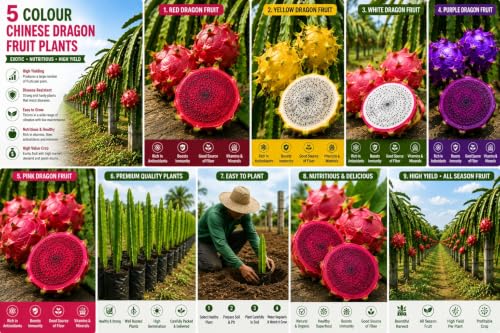 Image of Time 12 Months Hybrid Live Fruit Plant Air Layered Guti Kolom Original & Authentic Organic Tree for Outdoor Fast-Growing Fruit Plant Home Gardens Pack Of-1 (dragon fruit plant pack of-5, Medium)