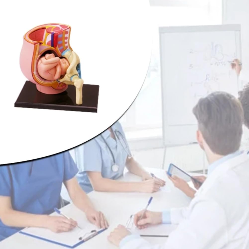 Model Anatomii Ciąży, Model Tułowia Ciąży, Żeńskie Płód Miednicy 27 Części, Model Ciąży Dla Medycznych Materiałów Dydaktycznych